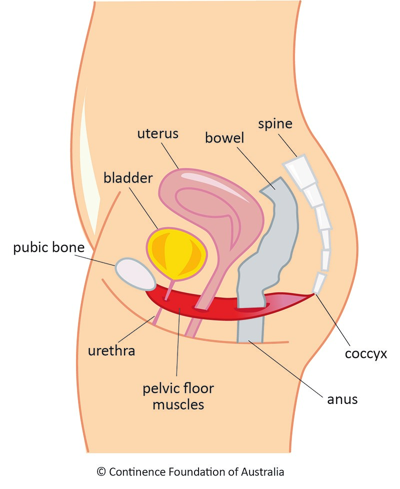 Prolapsed Bladder Symptoms, Causes and Treatment